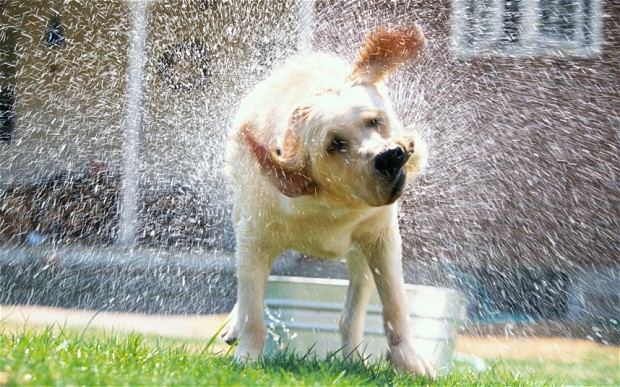 Wigs and Warpaint offers helping hand to canine charity Rain Rescue